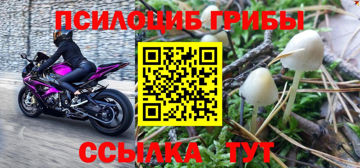 Галлюциногенные грибы прущие грибы  Мценск 